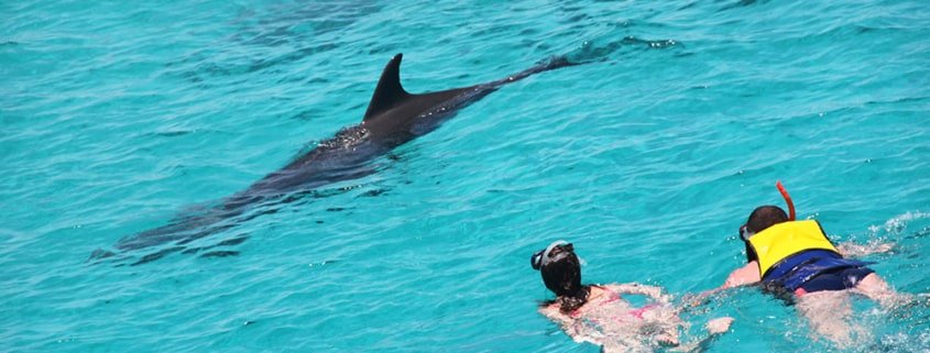 dolphin adventure hurghada