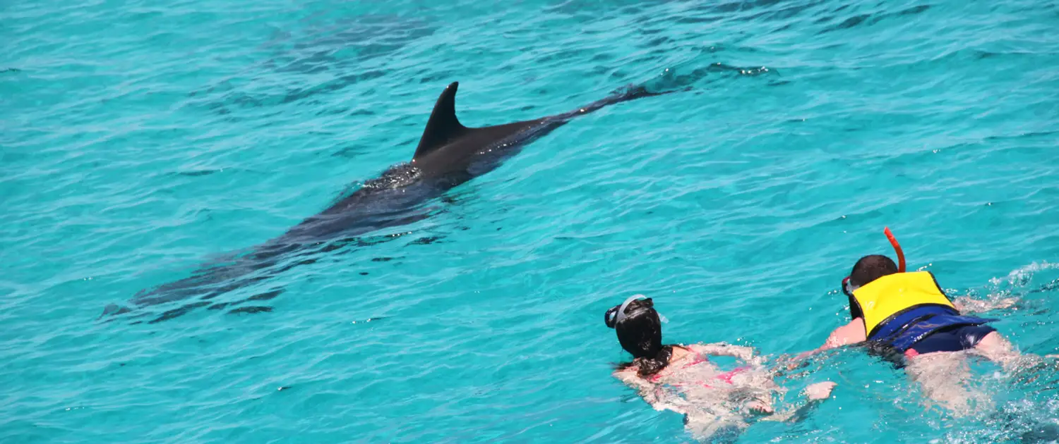 dolphin boat tour Snorkeling Tour to Dolphin House