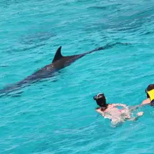 dolphin boat tour Snorkeling Tour to Dolphin House
